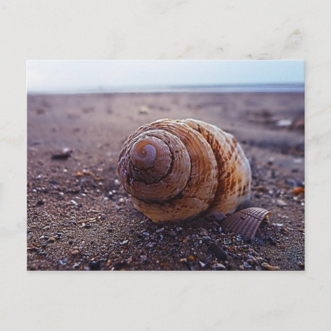 Cartão Postal Uma Visão Macro De Uma Shell Espiral (Frente)