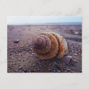 Cartão Postal Uma Visão Macro De Uma Shell Espiral