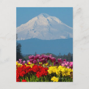 Cartão Postal uma vista comprimida do Mt Hood, Oregon e tulipa