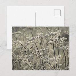 Cartão Postal Umbelliferas do fosco