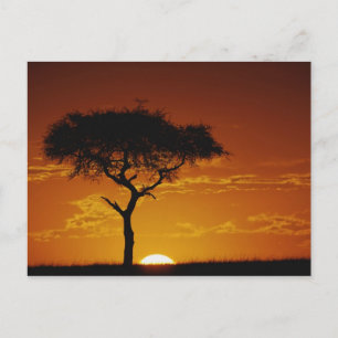 Cartão Postal Umbrella Thorn Acacia, Acacia tortilis