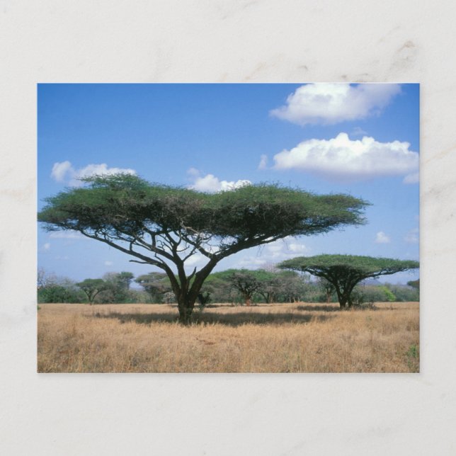 Cartão Postal Umbrella Thorn Acacia (Acacia tortilis), Mkuze (Frente)
