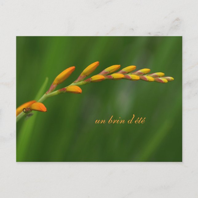 Cartão Postal un brin d'essoa (Frente)