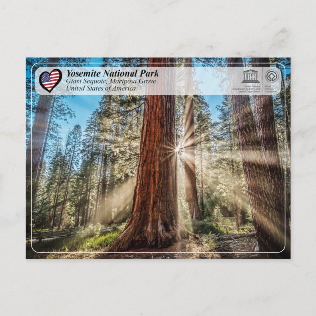Cartão Postal UNESCO - Parque Nacional Yosemite - Mariposa Grove (Frente)