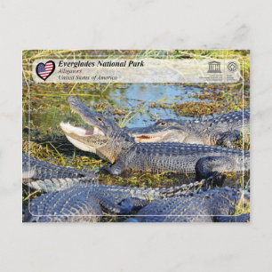 Cartão Postal Unesco WHS - Parque Nacional Everglades - Alligato