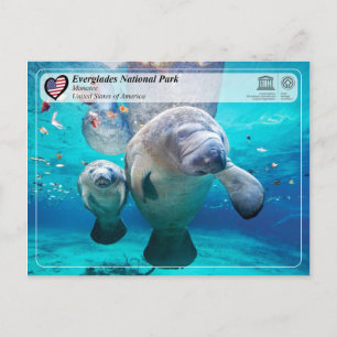 Cartão Postal UNESCO WHS - Parque Nacional Everglades - Manatee