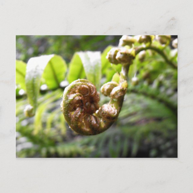 Cartão Postal Unfurling Fern Frond (Frente)