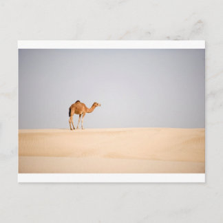 Cartão Postal Único camelo em dunas de areia árabes