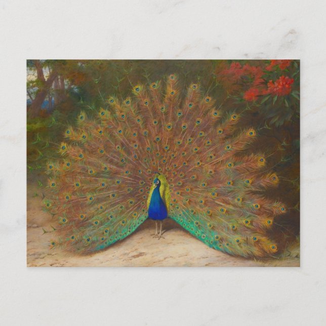 Cartão postal único de pavão (Frente)