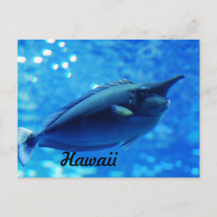 Cartão Postal Unicorn Fish