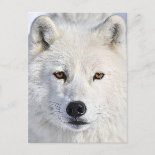 Cartão Postal up close and personal.jpg (Frente)