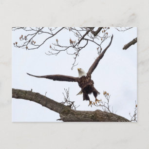 Cartão Postal Uplifação