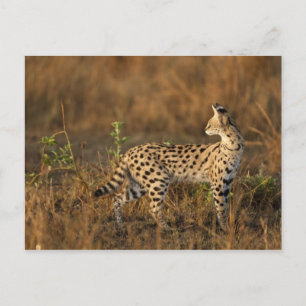 Cartão Postal Upper Mara, Masai Mara Game Reserve, Quênia,