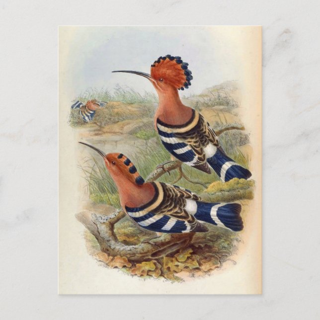 Cartão Postal Upupa Nigripennis (Hoopoe Indiano) (Frente)