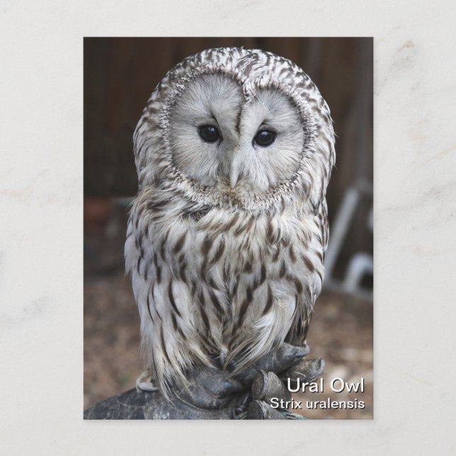 Cartão Postal Ural Owl (Frente)