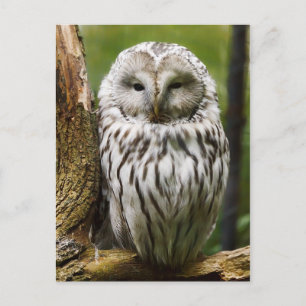 Cartão Postal Ural Owl empoleirado num membro