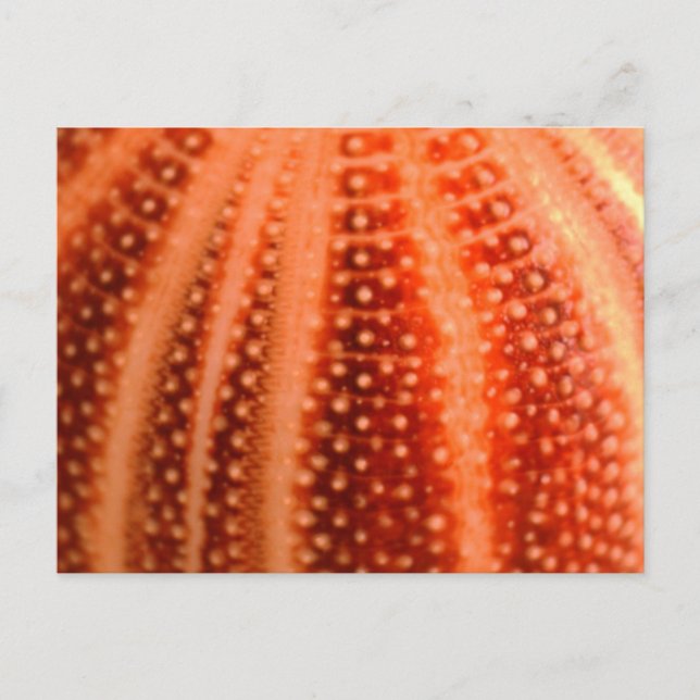 Cartão Postal Urchin (Frente)