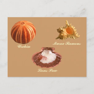 Cartão Postal Urchin, Lions Paw, Murex Ramous