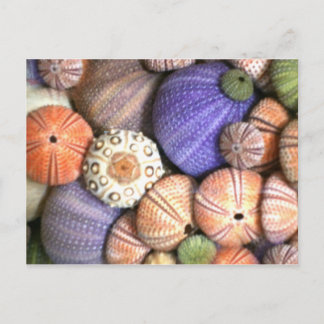 Cartão Postal Urchins do Mar