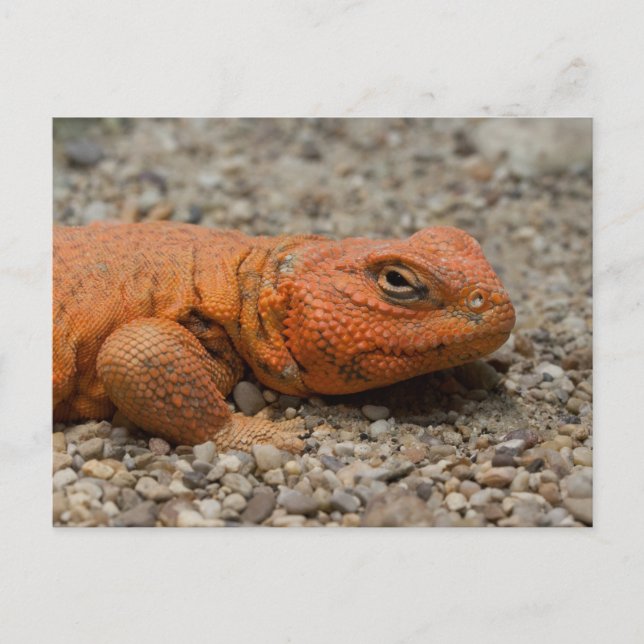Cartão Postal Uromastyx geyri (Frente)