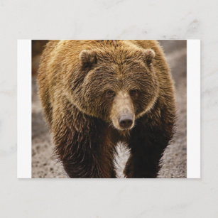 Cartão Postal ursinho