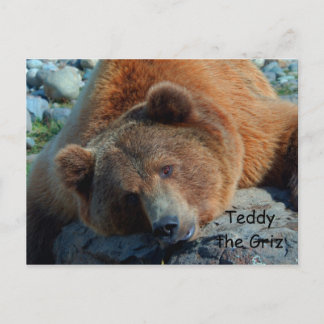 Cartão Postal Ursinho do Grizz