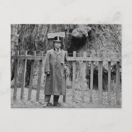 Cartão Postal Ursinho Roosevelt nos Papais noeis da Grande Árvor