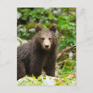 Cartão Postal Urso Brown de um ano na Eslovênia