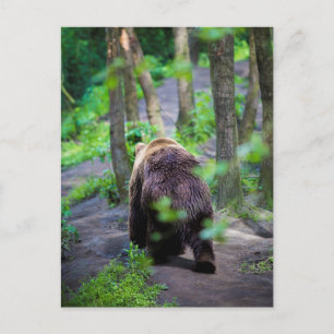 Cartão Postal Urso Caminhando Na Floresta Floresta