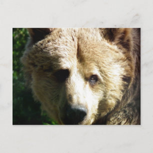 Cartão Postal Urso castanho