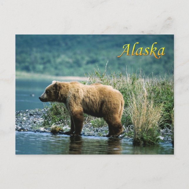 Cartão Postal Urso castanho-kodiak, Alasca (Frente)
