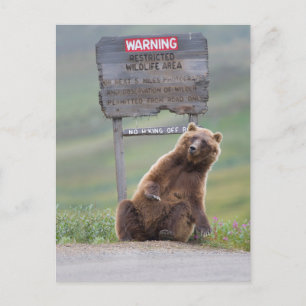 Cartão Postal Urso Cinzento Brinca Com Placa