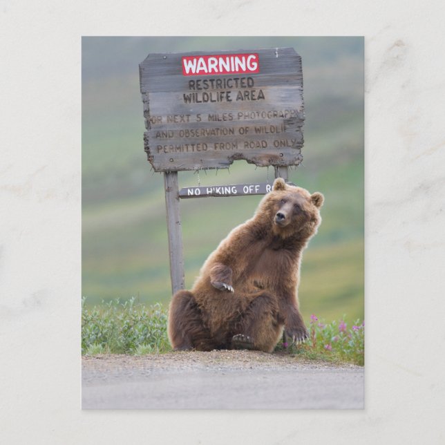 Cartão Postal Urso Cinzento Brinca Com Placa (Frente)