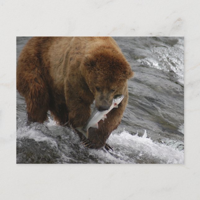 Cartão Postal Urso com salmão, Brooks Falls Alasca (Frente)