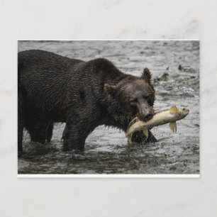 Cartão Postal urso com salmão na boca