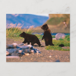 Cartão Postal Urso de Brown, arctos do Ursus, península de