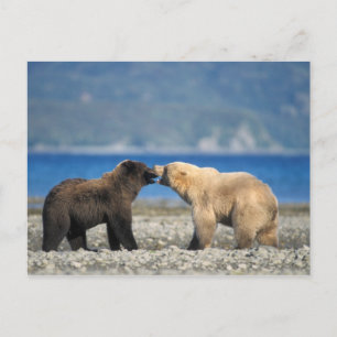 Cartão Postal Urso de Brown, urso de urso, jogo na praia,