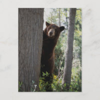 Urso de canela