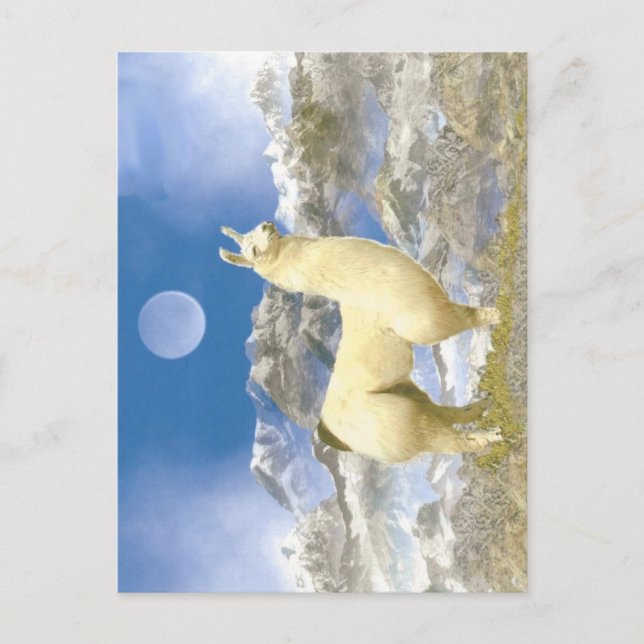 Cartão Postal Urso de Neve (Frente)