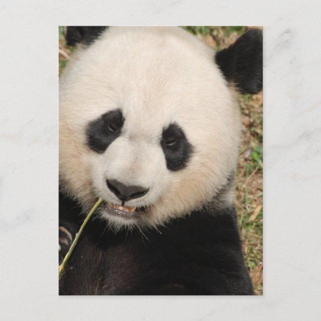 Cartão Postal Urso de Panda Gigante (Frente)