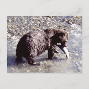 Cartão Postal Urso de urso que trava um peixe na ilha de