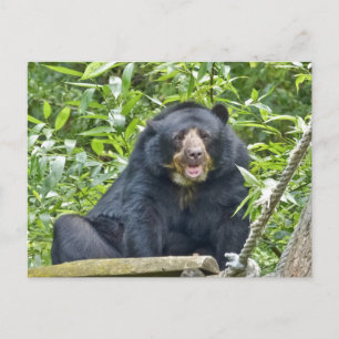 Cartão Postal Urso Espetacular - Cartão-postal