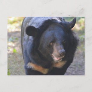 Cartão Postal Urso Espetacular Negro
