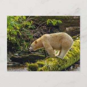 Cartão Postal Urso Espírito Branco