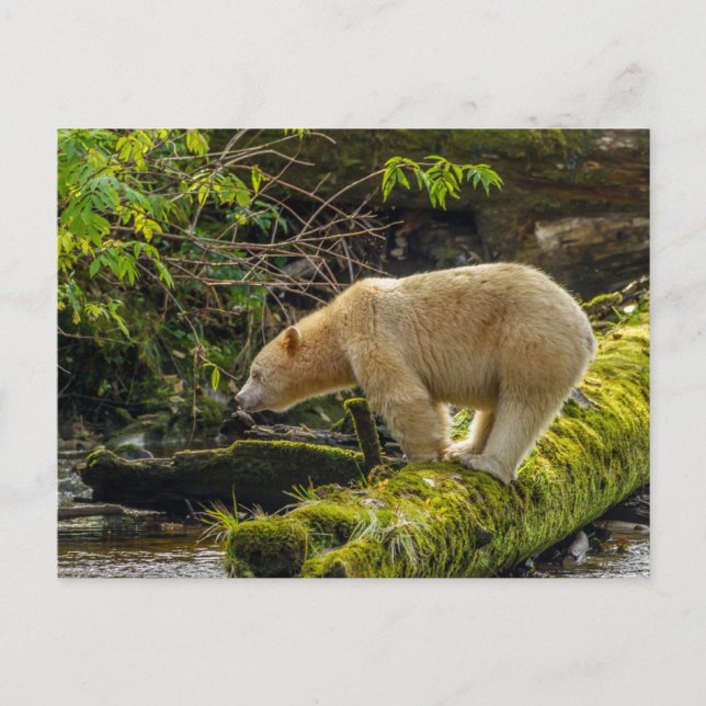 Cartão Postal Urso Espírito Branco (Frente)
