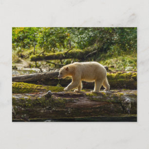 Cartão Postal Urso Espírito Branco Caça