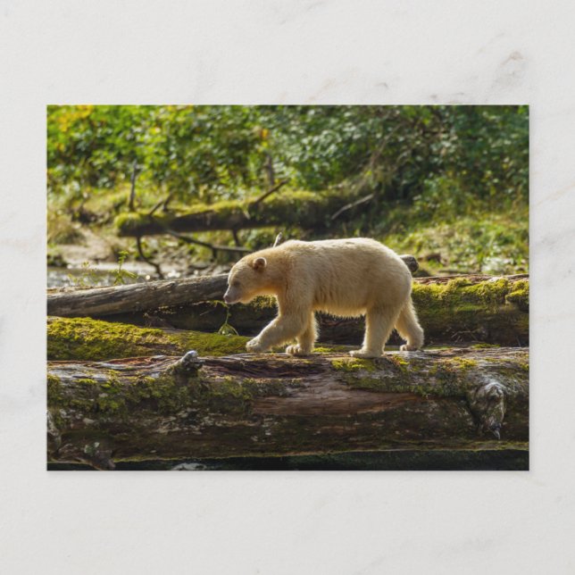 Cartão Postal Urso Espírito Branco Caça (Frente)