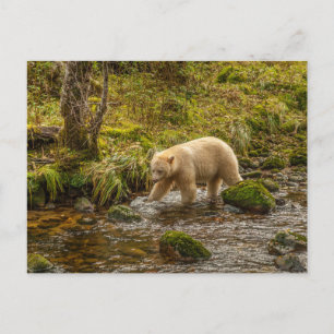 Cartão Postal Urso Espírito Branco caça peixes no Riordan Creek