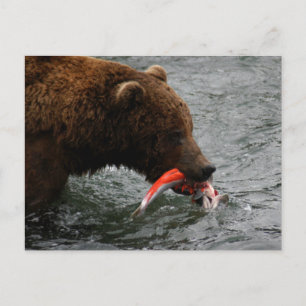 Cartão Postal Urso fechado, Brooks Falls Alasca