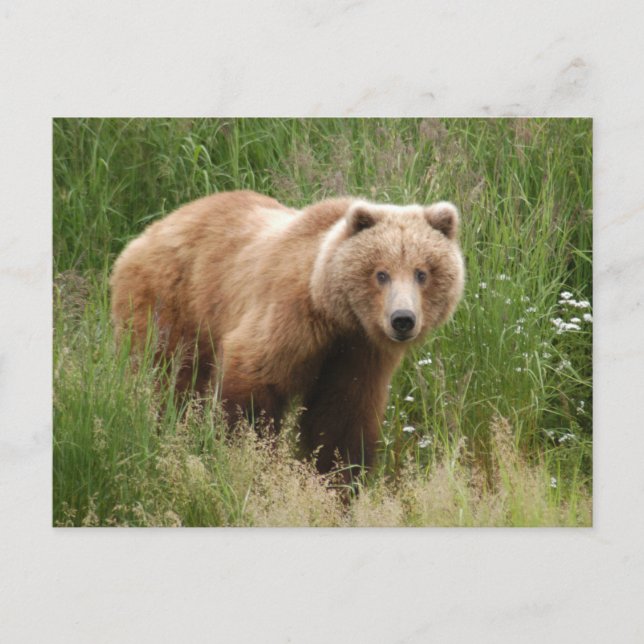 Cartão Postal Urso fechado, Brooks Falls Alasca (Frente)